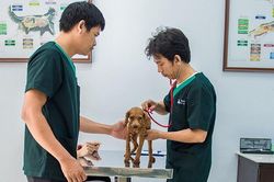 Nuôi thú cưng dần trở thành xu hướng ưa chuộng của nhiều người trẻ