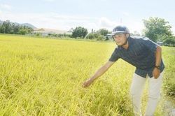 Giá lúa chạm đáy, nông dân 'kêu cứu'!