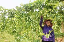 Năng động chuyển đổi cây trồng