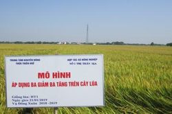 Kinh tế Nông nghiệp - Nông thôn Mô hình lúa 'ba giảm ba tăng' lãi 16 triệu đồng/ha