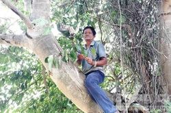 Săn kiến vàng ở đại ngàn Tây Nguyên