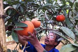 Hà Nội đẩy mạnh trồng bưởi đỏ Tân Lạc và bưởi đặc sản