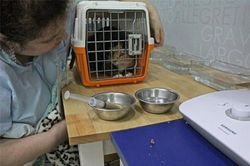 Chuyện về những 'chuyên gia' giải cứu động vật đi lạc ở Hàn Quốc