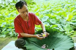 Sống chậm cuối tuần: Sen của thời thơ ấu và thời nay