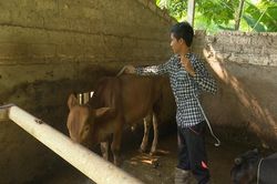 Phú Bình chuyển hướng chăn nuôi khi dịch tả lợn châu Phi lan rộng