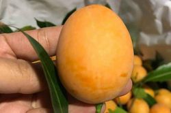 Loại quả ăn vặt giá 'chát', chưa kịp về đã hết hàng