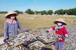 Cá nục, cá hố giá thấp, bán rất khó, vì sao?