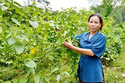 Đi đầu trong trồng Sa chi