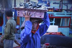 Những phụ nữ đội thuê hàng tấn cá trên đầu từ thuyền lên bờ