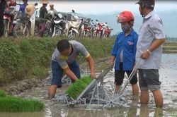 Máy cấy không động cơ giúp xử lý lúa lẫn