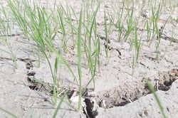 2.200 ha lúa ở Nghệ An sắp chết khô do nắng hạn