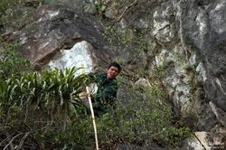 Đánh cược mạng sống để bắt chim trên vách đá cheo leo