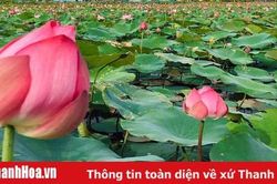 Trồng sen, thoát nghèo