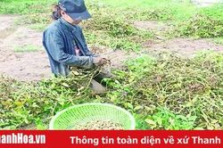 Mùa lạc