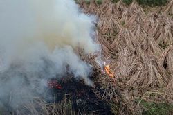 Tái diễn thực trạng đốt rơm rạ tràn lan, khói mù mịt ở ngoại thành Hà Nội