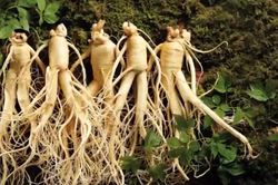 Phân biệt nhân sâm thật và giả như thế nào?