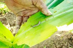 'Kẻ hủy diệt' sâu keo mùa thu gây hại cây bắp ở Quảng Ngãi