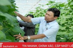 Mướt mắt vườn dưa lưới đạt chuẩn VietGAP đầu tiên ở Hà Tĩnh