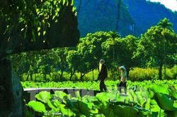 Mùa sen ở chùa Bích Động (Ninh Bình) - vẻ đẹp khó cưỡng