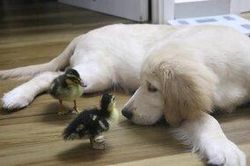 Ngôi nhà Sài Gòn có một tình bạn '4 pet' thật đặc biệt: Trứng vịt lộn nở ra 2 chú vịt con, trở thành bạn thân của 2 chú chó