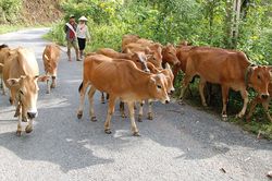 Phát triển chăn nuôi theo nhóm hộ