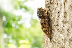 Chờ 17 năm để giao phối, ve sầu khóc hận tuyệt vọng