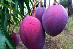 Hoa quả màu lạ, giá đắt 'cắt cổ' vẫn quyến rũ hội chị em