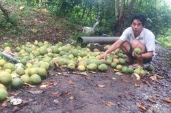 Đau đớn nhìn vườn cây ăn quả đang ra trái bị phá tan hoang