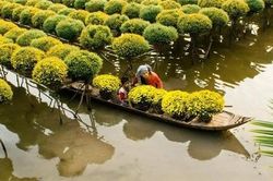 'Không cứng nhắc duy trì xuất khẩu gạo ĐBSCL với số lượng lớn'