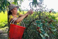 Hiệu quả kinh tế từ cây dâu tằm
