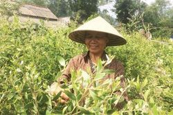 Kinh tế Nông nghiệp - Nông thôn Thay đổi nhận thức trong canh tác tràm gió
