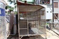 Giải cứu khẩn cấp cá thể gấu ngựa tại Lạng Sơn