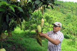 Lô xoài đầu tiên của tỉnh Sơn La được xuất sang thị trường Anh