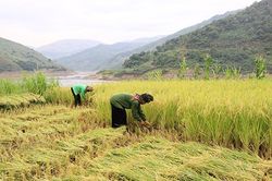Tà Ỉu được mùa ruộng bán ngập