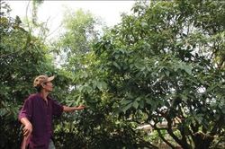 Kinh tế Dâu Truồi mất mùa