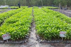 Kinh tế Nông nghiệp - Nông thôn Thành lập Hợp tác xã Lâm nghiệp bền vững Toàn Tiến