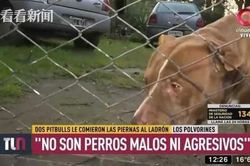 Trộm lẻn vào nhà bị chó Pitbull cắn dã man, chủ nhà phải chịu trách nhiệm pháp lý?