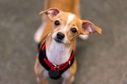 Vì sao người mù có thể miêu tả động vật dù chưa từng thấy?