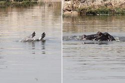 Hà mã mẹ đuổi bầy cá sấu sông Nile để bảo vệ xác con