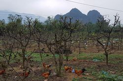Nghĩ thêm từ cây na Tổ