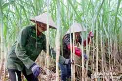 Công ty CP mía đường Sông Con: Ứng phó với tình trạng giảm nguyên liệu