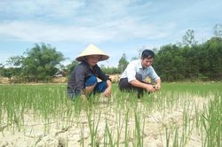 Gần 600 ha lúa hè thu nguy cơ chết vì đồng khô nứt nẻ