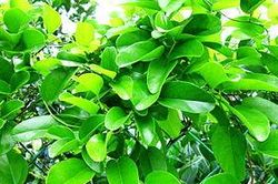 Lá 'trốn ngủ'