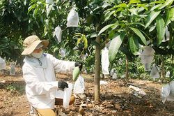 Toàn tỉnh trồng mới gần 1.100 ha cây ăn quả trên đất dốc