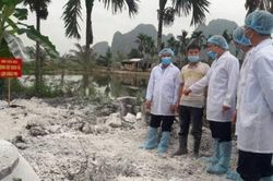 Hà Nội đã có 17 xã, phường không phát sinh dịch tả lợn châu Phi