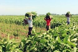 Trên cánh đồng thuốc lào Vĩnh Bảo