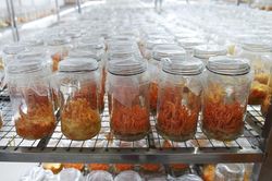 Ngân Đình Foods sản xuất và phân phối đông trùng hạ thảo chất lượng cao