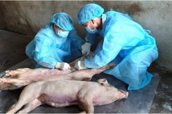 Hà Nội khống chế thành công 17 ổ dịch tả lợn châu Phi