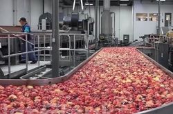 'Đột nhập' soi quy trình đóng gói táo nghiêm ngặt ở nước ngoài
