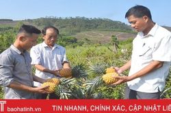 Trồng dứa trên đất nghèo, bí thư chi đoàn ở Hà Tĩnh thu hàng trăm triệu